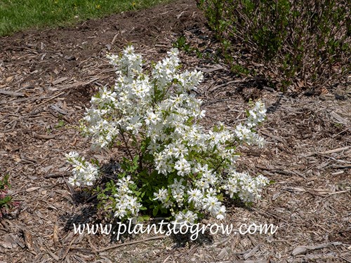 Lotus Moon Pearlbush (Exochorda)
(April 14)